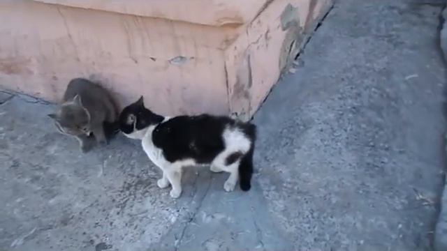 В нашем дворе, борьба за территорию. смотреть онлайн