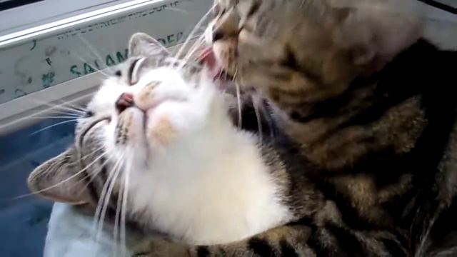 Настоящая любовь))американские короткошерстные смотреть онлайн