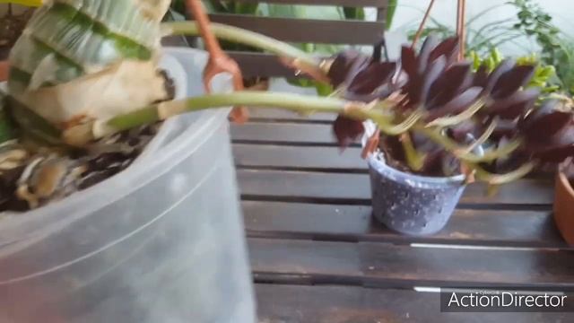 Катасетумные весной-когда начинать полив?Fredclarkeara,Catasetum,Cycnodes смотреть онлайн