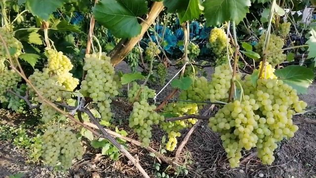 Сорт винограда Кишмиш 342 смотреть онлайн