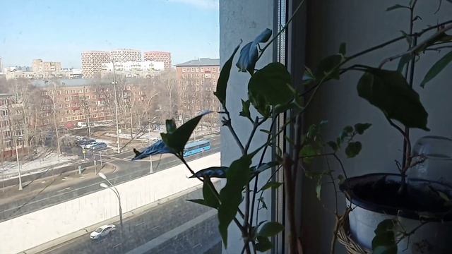 Цветы на новом месте смотреть онлайн
