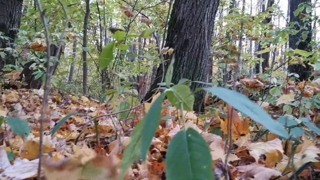 Прогулка по осеннему лесу (Alkonost - Листопад) смотреть онлайн