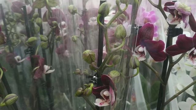 Новый завоз орхидей в Садовый центр. смотреть онлайн