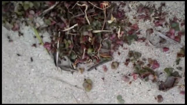 Cotyledon Adoption смотреть онлайн