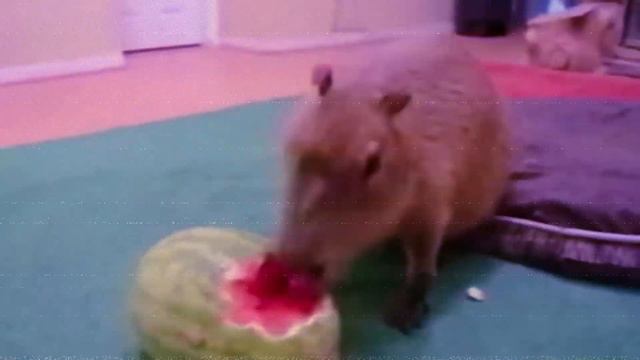 LIDA X СТИНТ - NEGORKA / SPEED UP смотреть онлайн