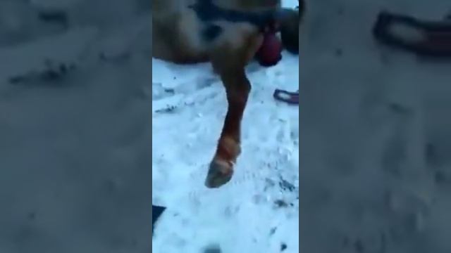 Сбитые лошади в Забайкалье смотреть онлайн