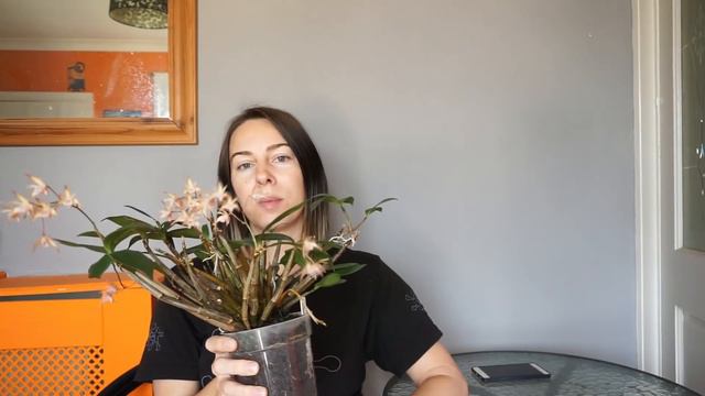 Дендробиум кингианум. Уход.