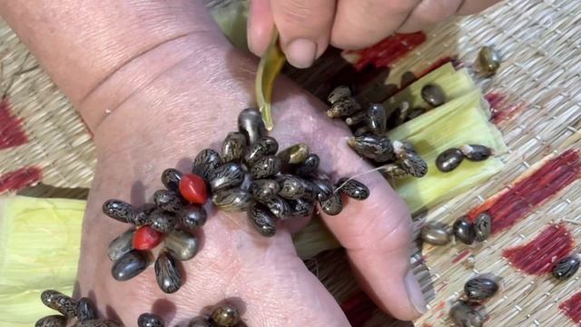 Remove the black seeds hidden in the shell of boiled corn смотреть онлайн