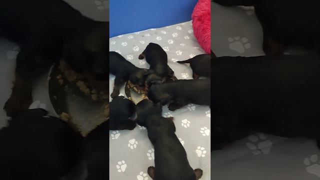 Продажа😃Питомник Йорк & Шпиц.Elite Pets,Крым, Евпатория 🌞+79788972514 Доставка возможна смотреть онлайн