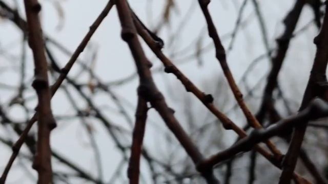 VID 20221109 113705 Некрасивая девочка 1955 (Н. Заболоцкий)...Павел Васильев Лахтинский смотреть онлайн