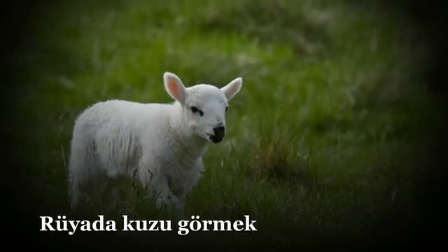 Rüyada Kuzu Görmek - Rüya Tabirleri, Rüya Yorumları смотреть онлайн
