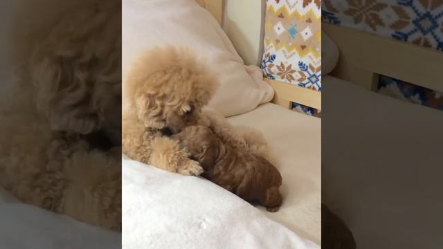 Любовь мамы и щенка. Той пудель 20 дней. Япония. Love of mom and puppy. Toy poodle for 20 days. смотреть онлайн