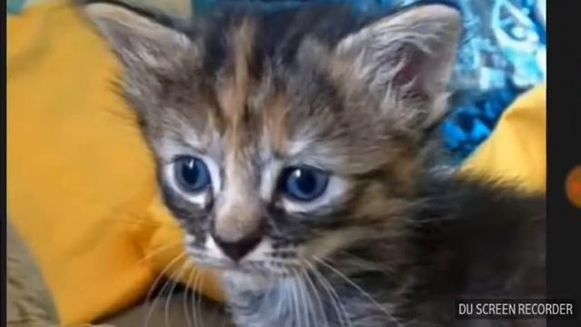 Береги кошек их выбрасывают хозяйва,??? смотреть онлайн