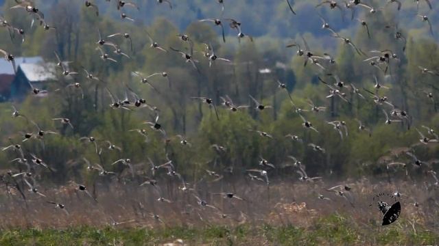 Турухтан 2 (Ruff)