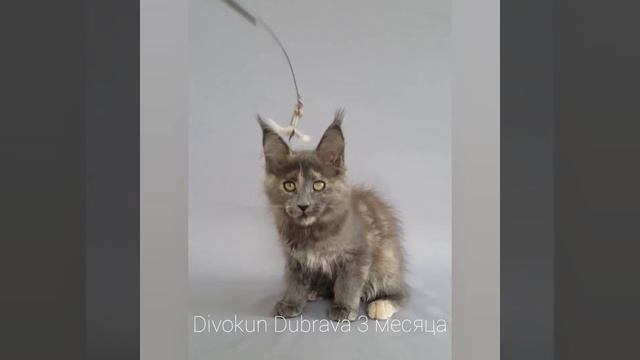 Дубрава (Divokun Dubrava) кошечка мейн-кун (3 месяца) окрас голубая черепаха