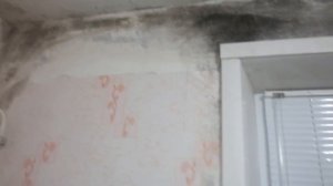 Конденсат на окнах и стенах! Плесень и грибок? Как избавиться? Ужастик