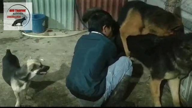 Đỡ phối Becgie - GSD tại GSD Trà Vinh Kennel (Mating Germany Shepherd Dog) смотреть онлайн