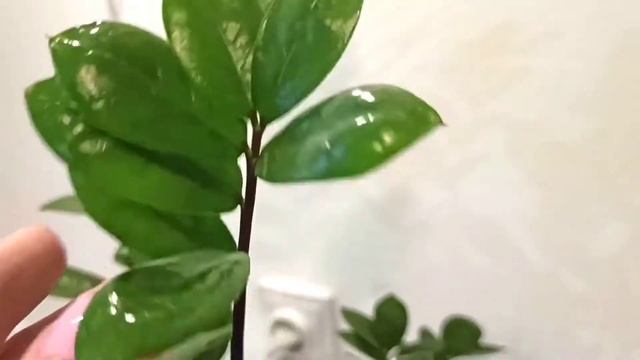 ЩИТОВКА НА КОМНАТНЫХ РАСТЕНИЯХ Как избавиться от щитовки без химии натурально смотреть онлайн