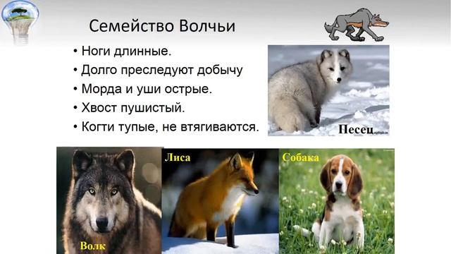 СЮН Славянск-на-кубани учебный. Знакомство с классом Млекопитающие. «Отряды Млекопитающих» смотреть онлайн