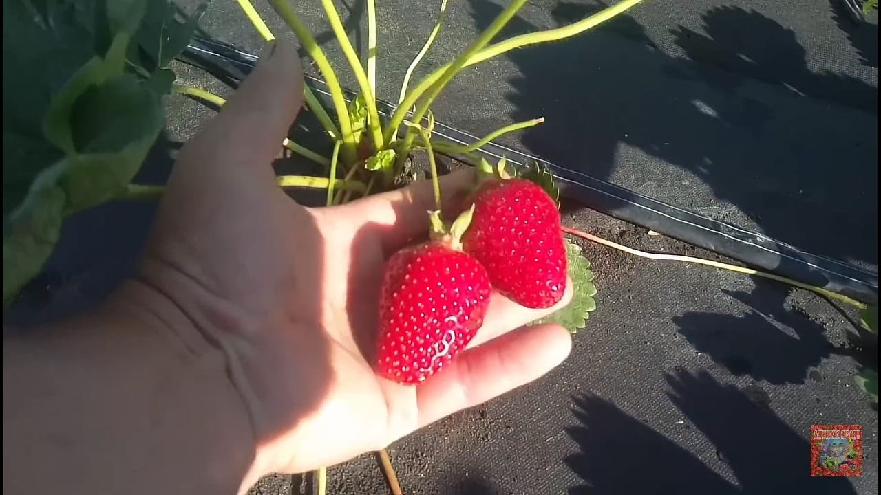 Клубника Азия смотреть онлайн