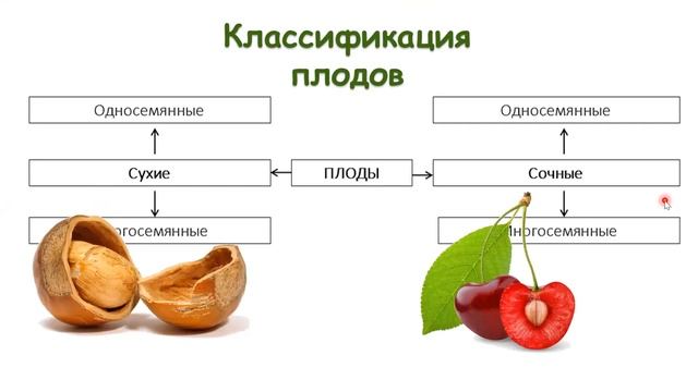 6 класс Покрытосеменные растения - общие признаки и классификация смотреть онлайн