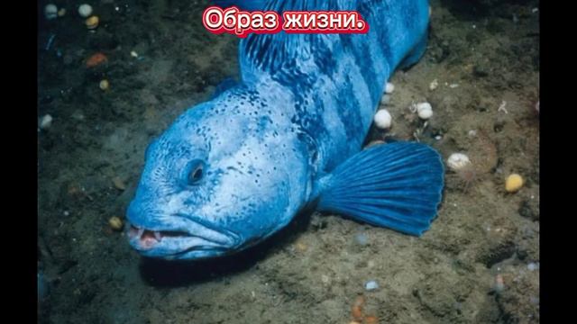 Удивительные факты о рыбе зубатке. Особенности. Образ жизни. где живет. Сколько стоит.