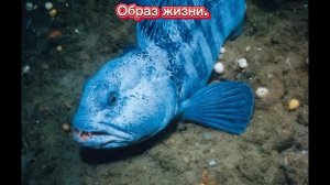 Удивительные факты о рыбе зубатке. Особенности. Образ жизни. где живет. Сколько стоит.