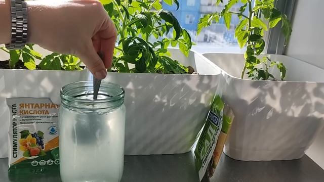 Рассада из Чахлой в Жирную за 1 день! Вношу под любую рассаду - Толстеет на глазах! Мощная корневая смотреть онлайн