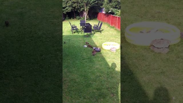 Khaki Campbell mother and ducklings смотреть онлайн