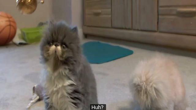 Harry Potter: Wizards Unite TRAILER 4(Breakdown) - Kittens play with Golden Snitch смотреть онлайн