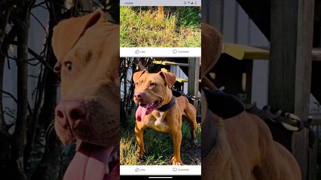 there's no such thing as a red nose blue Pitbull смотреть онлайн