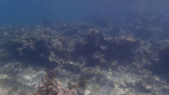 Snorkeling at the Paradisus Rio D'Oro, Holguin Cuba смотреть онлайн