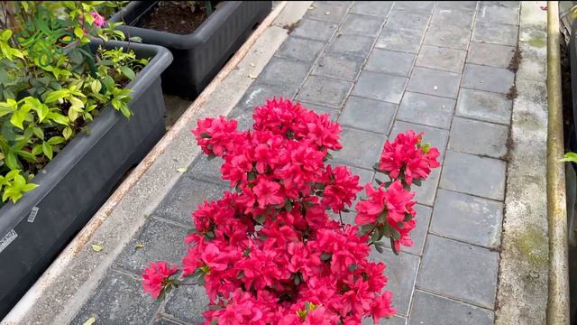 Azaliya bitkisi və baxımı #azaliya смотреть онлайн