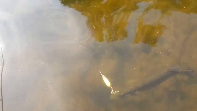 Анимационные Фильмы и Мультсериалы