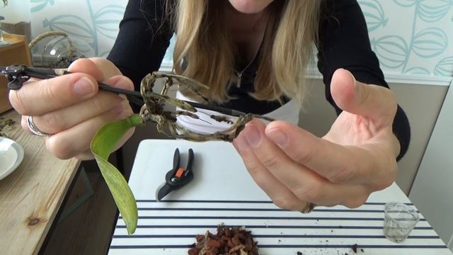 Je tente de sauver un phalaenopsis et son keiki | Sauvetage d'orchidée #1 смотреть онлайн