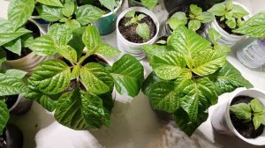 Обрезка точки роста у сверхострого перца Carolina reaper. Эксперимент. Часть 1.