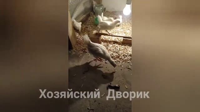 Можно ли давать цыплятам земляных червей. смотреть онлайн