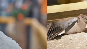 Что значит, если голубь прилетел на окно: приметы, о которых предупреждают птицы Приметы про голубе