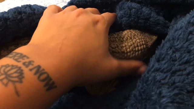 Savannah monitor cuddles смотреть онлайн
