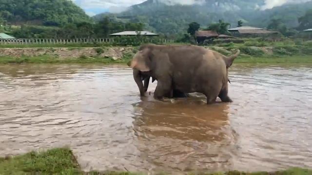 Слоны купаются в реке – в Таиланде тоже жара смотреть онлайн