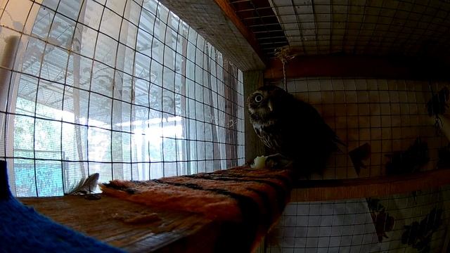 Домовой сыч Мася ест дыню . Owl eating melon ... смотреть онлайн