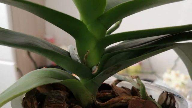 27.02.22г.Орхидея Алладин, что это? детка??