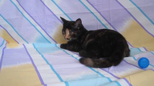 котенок Шанти ищет хозяев смотреть онлайн