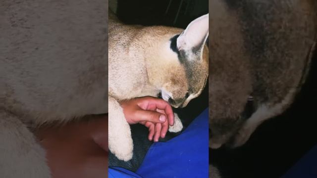 Здоровый и опасный каракал мурчит как трактор смотреть онлайн