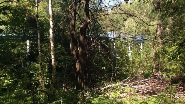Лес Новосибирск смотреть онлайн