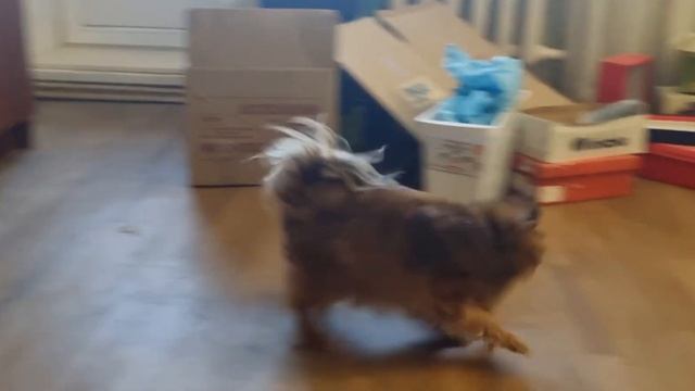 Тоша игривый мальчик / В гостях у Мурки)