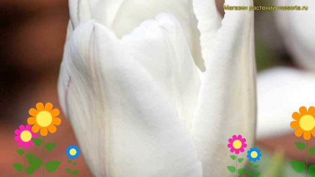 Тюльпан ранний белый принц. Краткий обзор, описание характеристик, где купить луковицы White prince смотреть онлайн