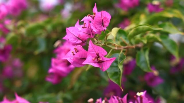 Девочка схватила женщину за руку и не дала ей сесть в дорогой Лексус, на что та была в гневе… смотреть онлайн