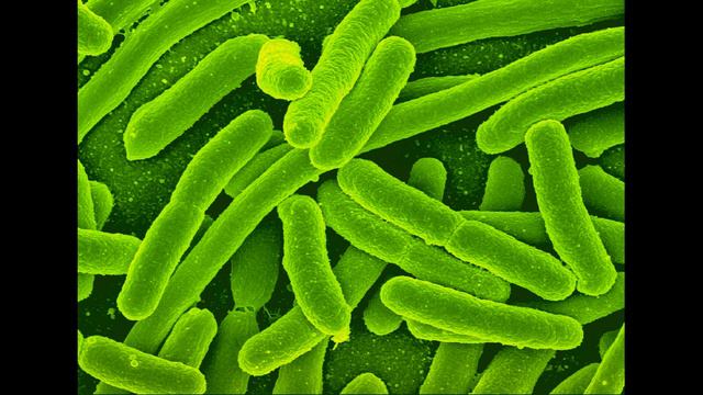 Akkermansia muciniphila, Бактерия пробиотик, полезные свойства в организме смотреть онлайн