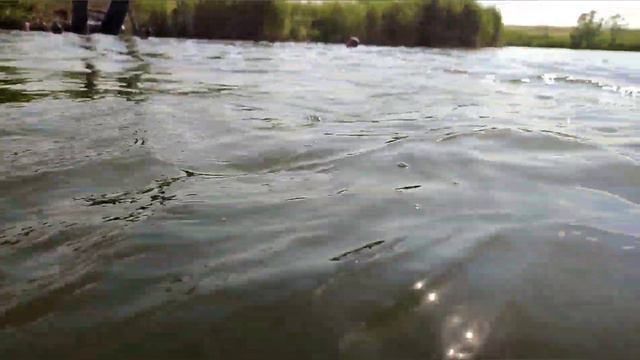 Американский Булли vs Стаффорд/ Разогнали весь пляж /Бадди спасает хозяина смотреть онлайн